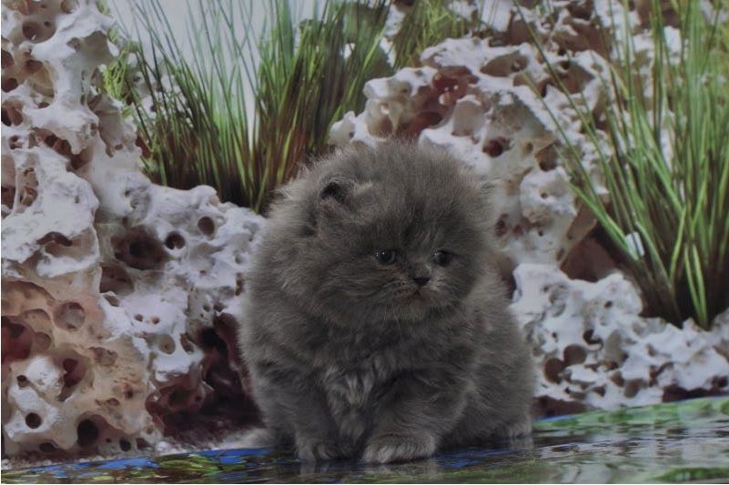 Reinrassige Perser blau