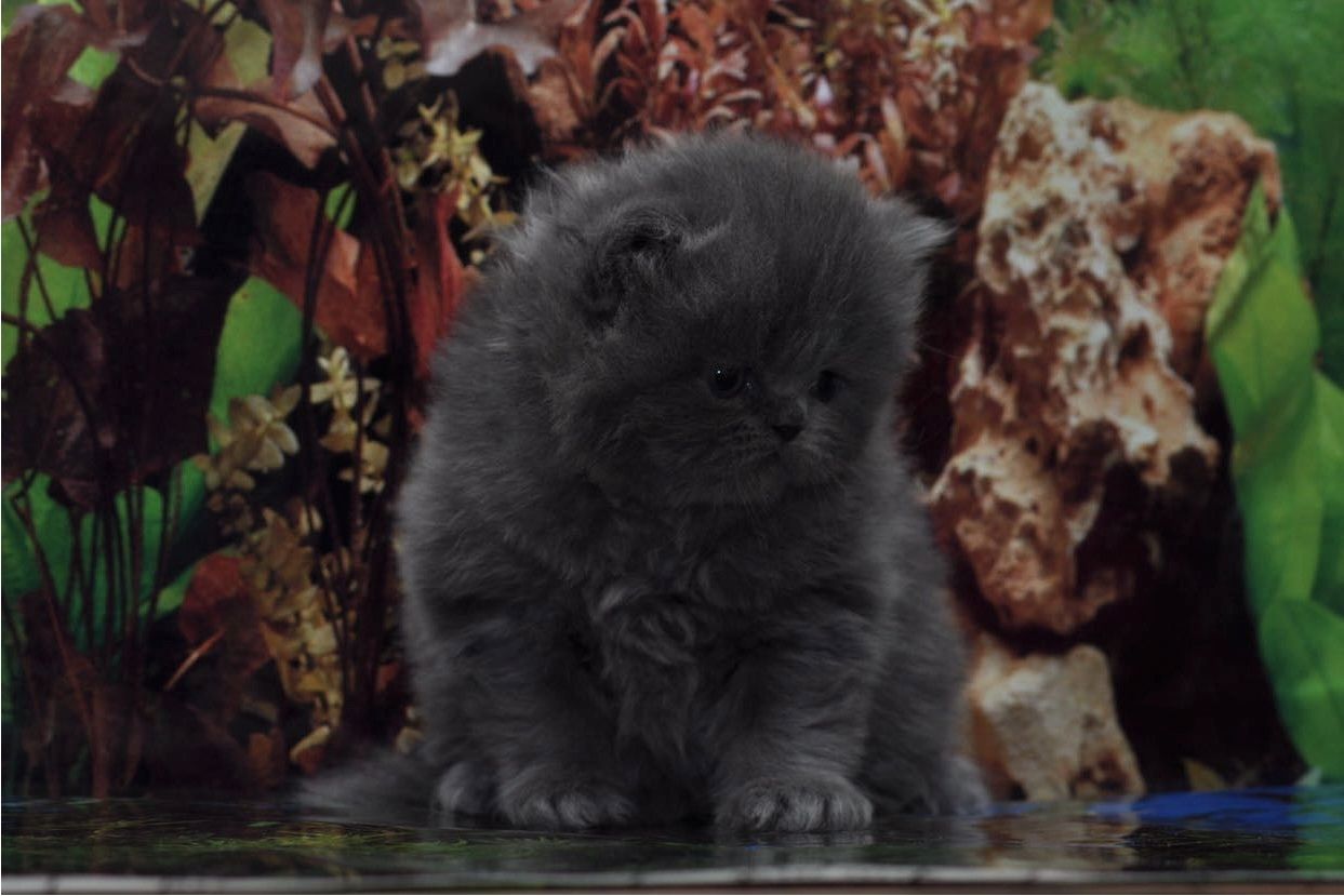 Reinrassige Perser blau