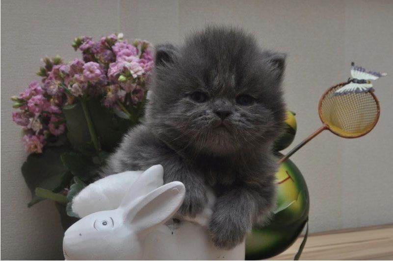 Reinrassige Perser blau