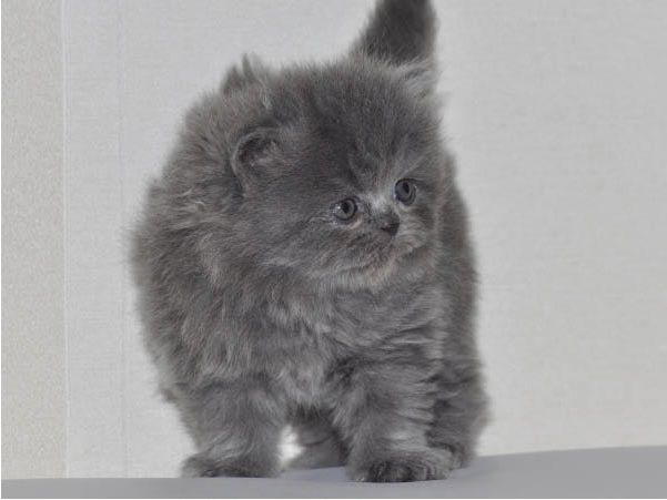 Reinrassige Perser blau