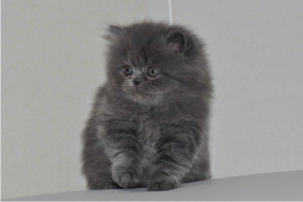 Reinrassige Perser blau