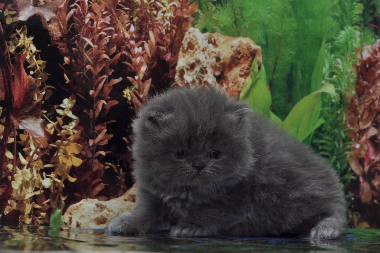 Reinrassige Perser blau