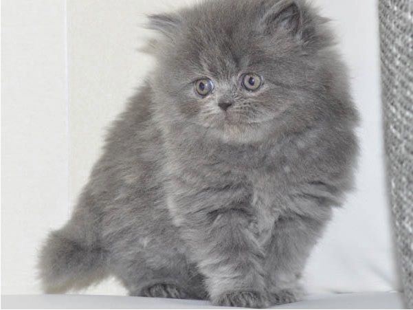 Reinrassige Perser blau