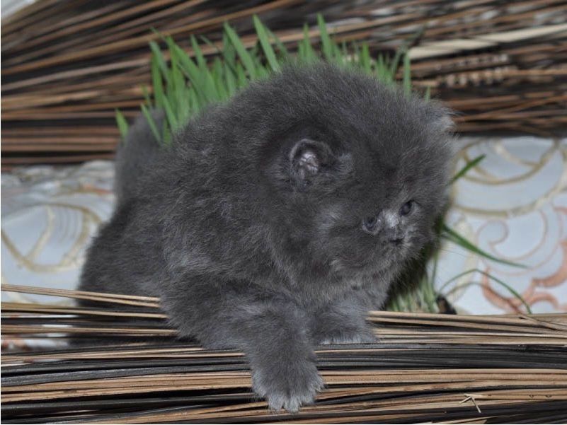 Reinrassige Perser blau