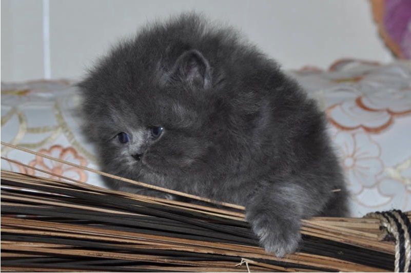 Reinrassige Perser blau