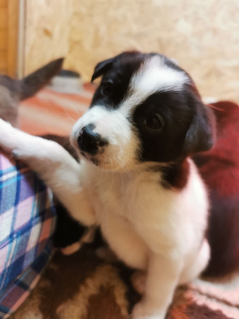 6 Husky / Leonberger Mix Welpen