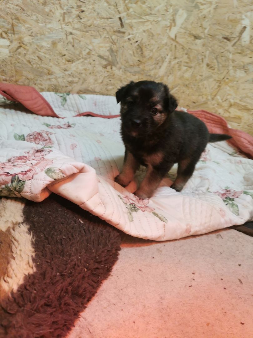 6 Husky / Leonberger Mix Welpen