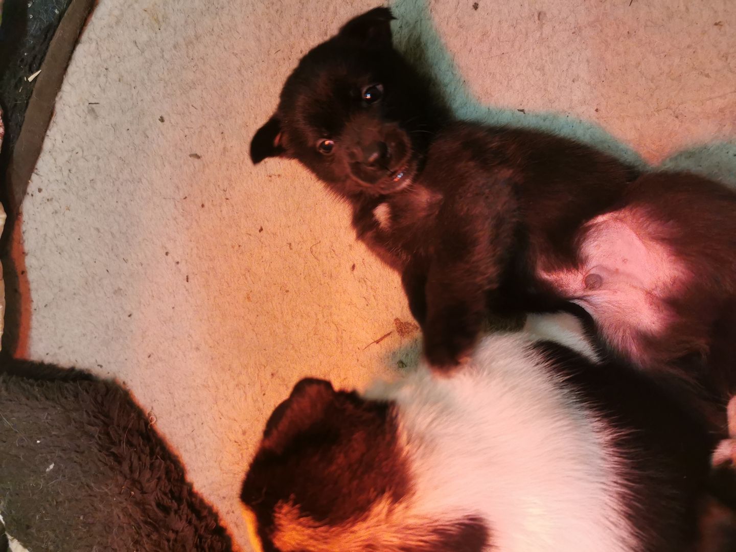 6 Husky / Leonberger Mix Welpen