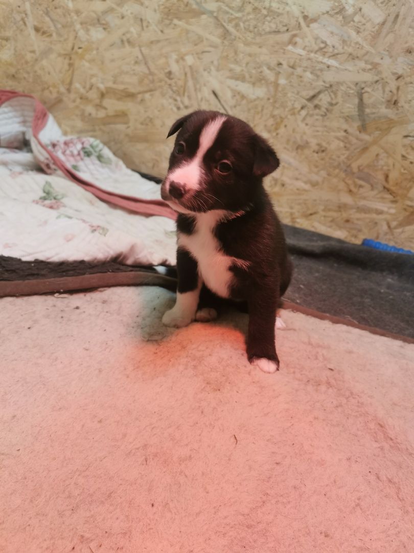 6 Husky / Leonberger Mix Welpen