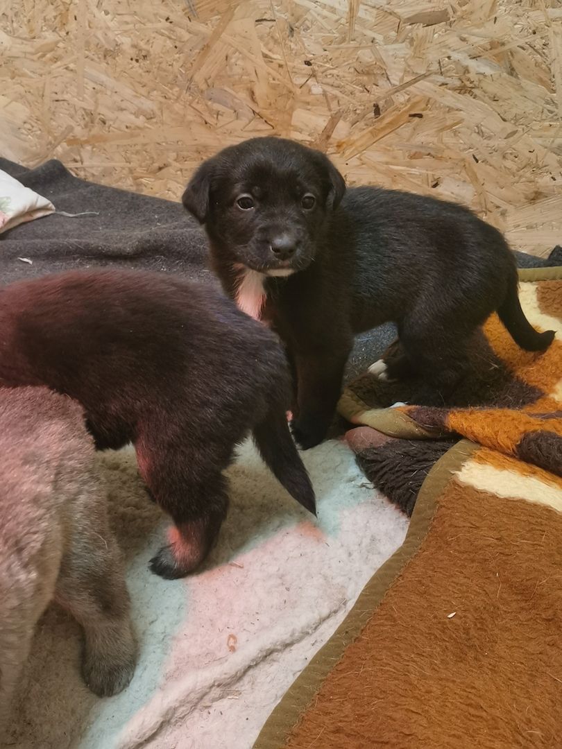 6 Husky / Leonberger Mix Welpen