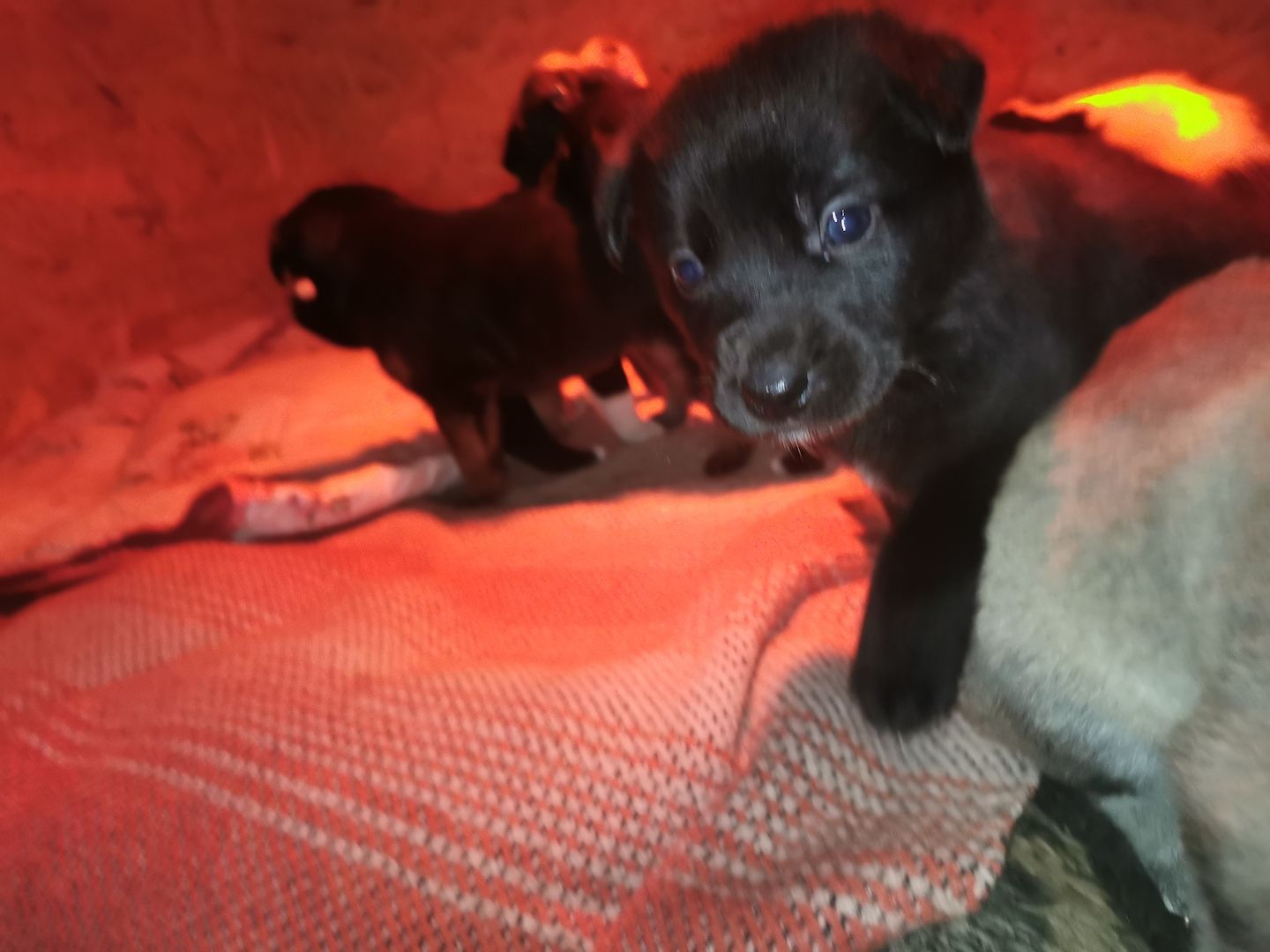 6 Husky / Leonberger Mix Welpen