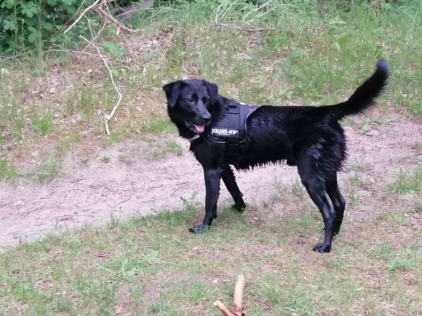 6 Husky / Leonberger Mix Welpen