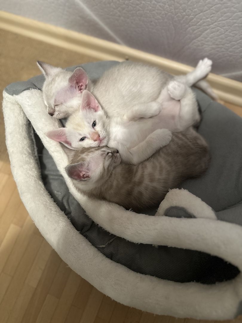 Vier Wunderschöne Snow Bengalkitten