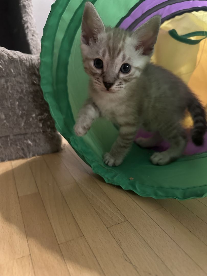 Vier Wunderschöne Snow Bengalkitten