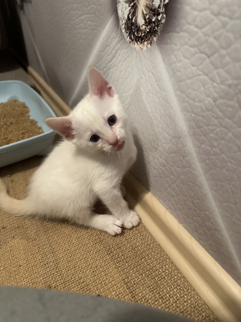 Vier Wunderschöne Snow Bengalkitten