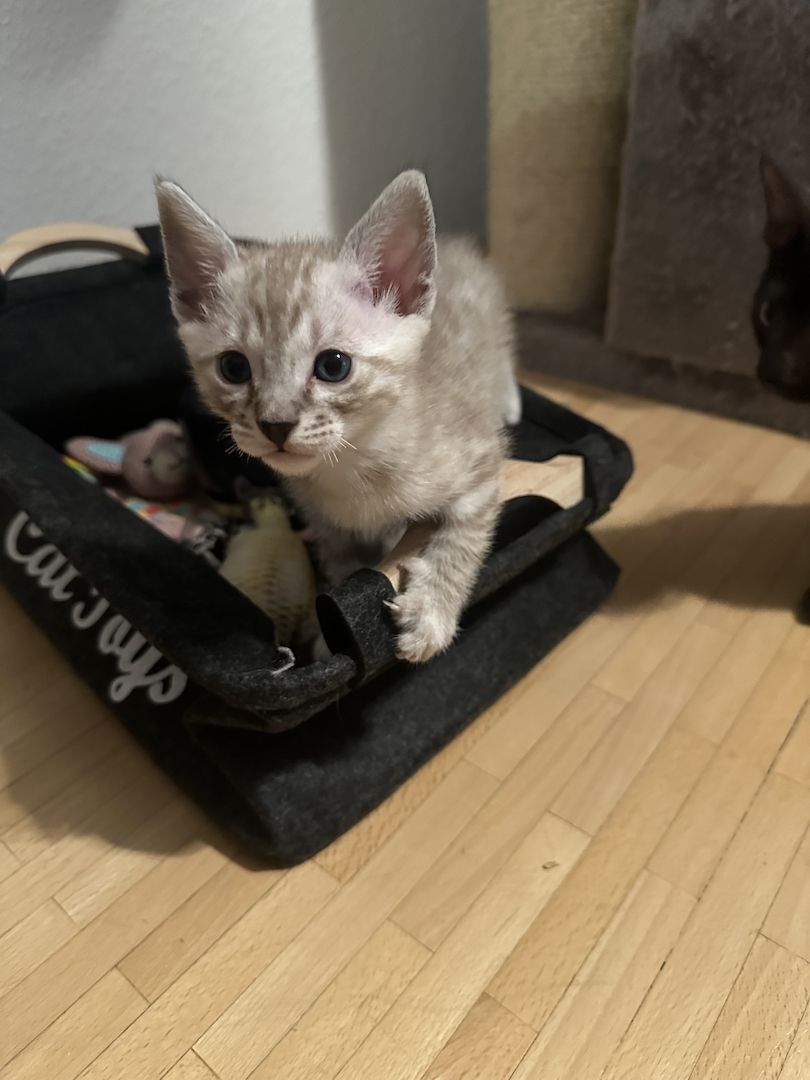 Vier Wunderschöne Snow Bengalkitten