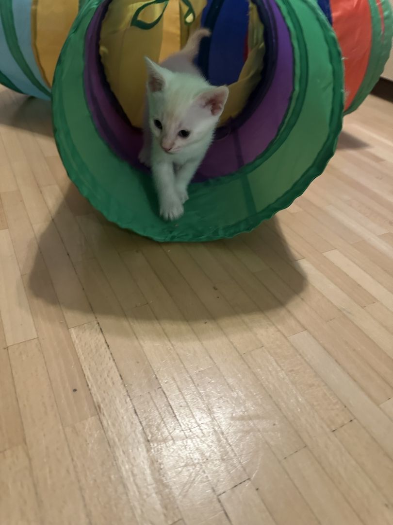 Vier Wunderschöne Snow Bengalkitten