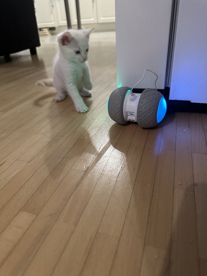 Vier Wunderschöne Snow Bengalkitten