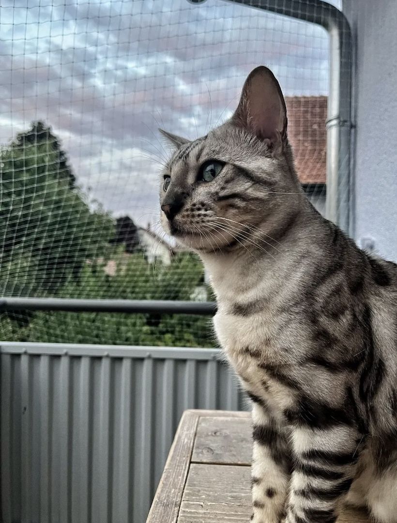 Vier Wunderschöne Snow Bengalkitten