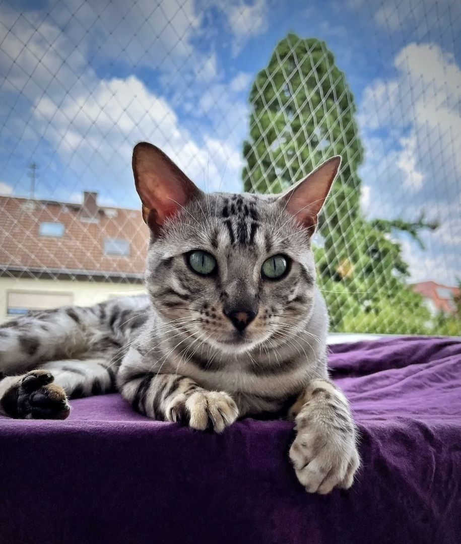 Vier Wunderschöne Snow Bengalkitten