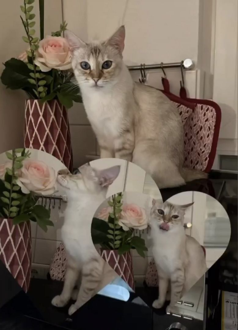 Vier Wunderschöne Snow Bengalkitten