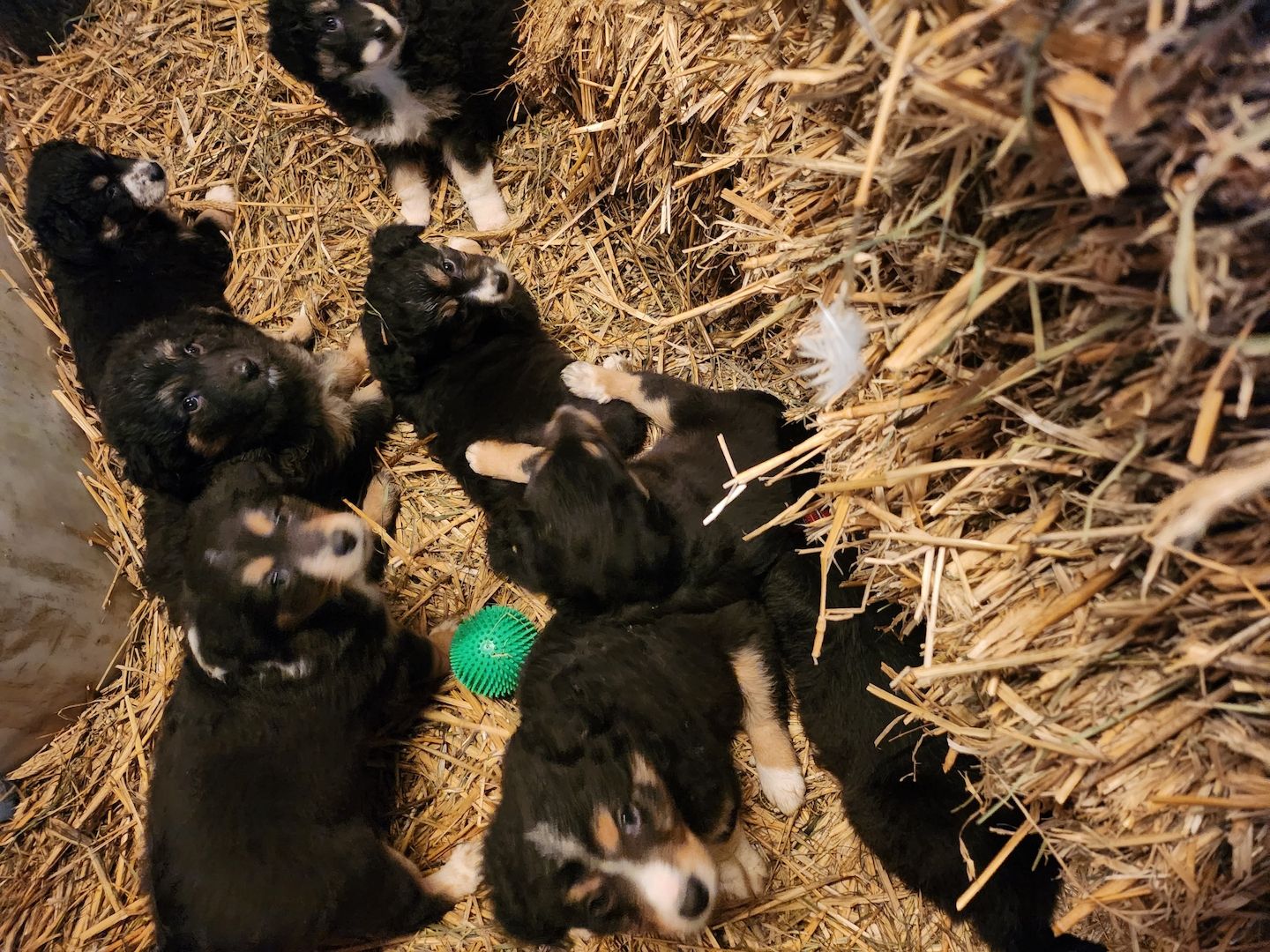 Australian shepherd altdeutscher Hütehund Welpen mix