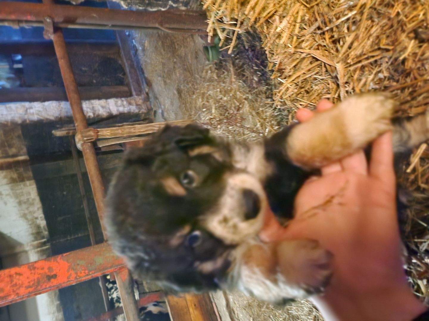 Australian shepherd altdeutscher Hütehund Welpen mix