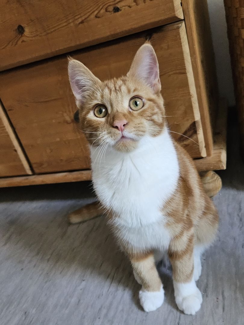 Kitten Katzenbabys Main- Coon Mix Kitten Katzen