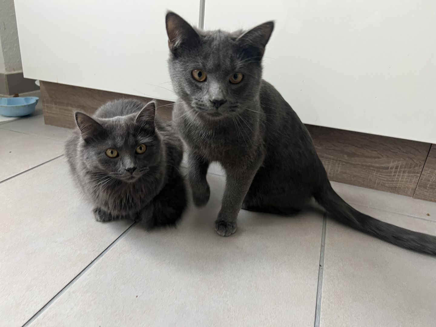 Russisch blau Katzen