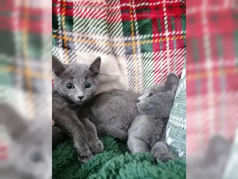 Reinrassige Russisch Blau Kitten mit Stammbaum