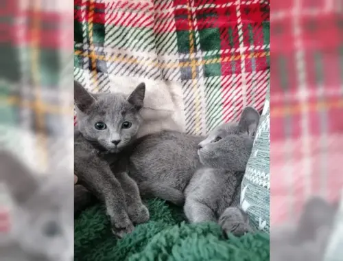 Reinrassige Russisch Blau Kitten mit Stammbaum
