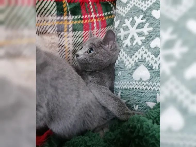 Reinrassige Russisch Blau Kitten mit Stammbaum