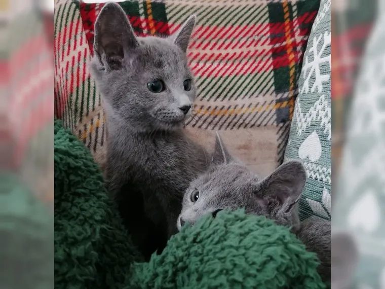 Reinrassige Russisch Blau Kitten mit Stammbaum
