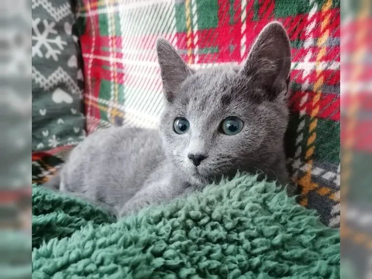 Reinrassige Russisch Blau Kitten mit Stammbaum