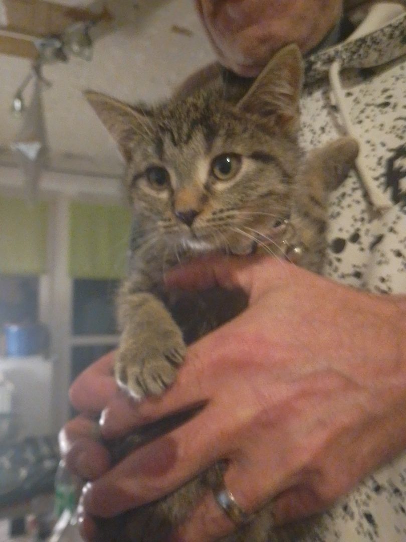 Stella sucht ein neues Zuhause Baby Katze