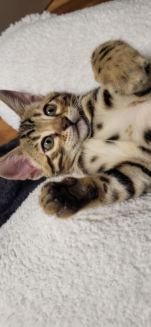 Reinrassige Bengal Kitten