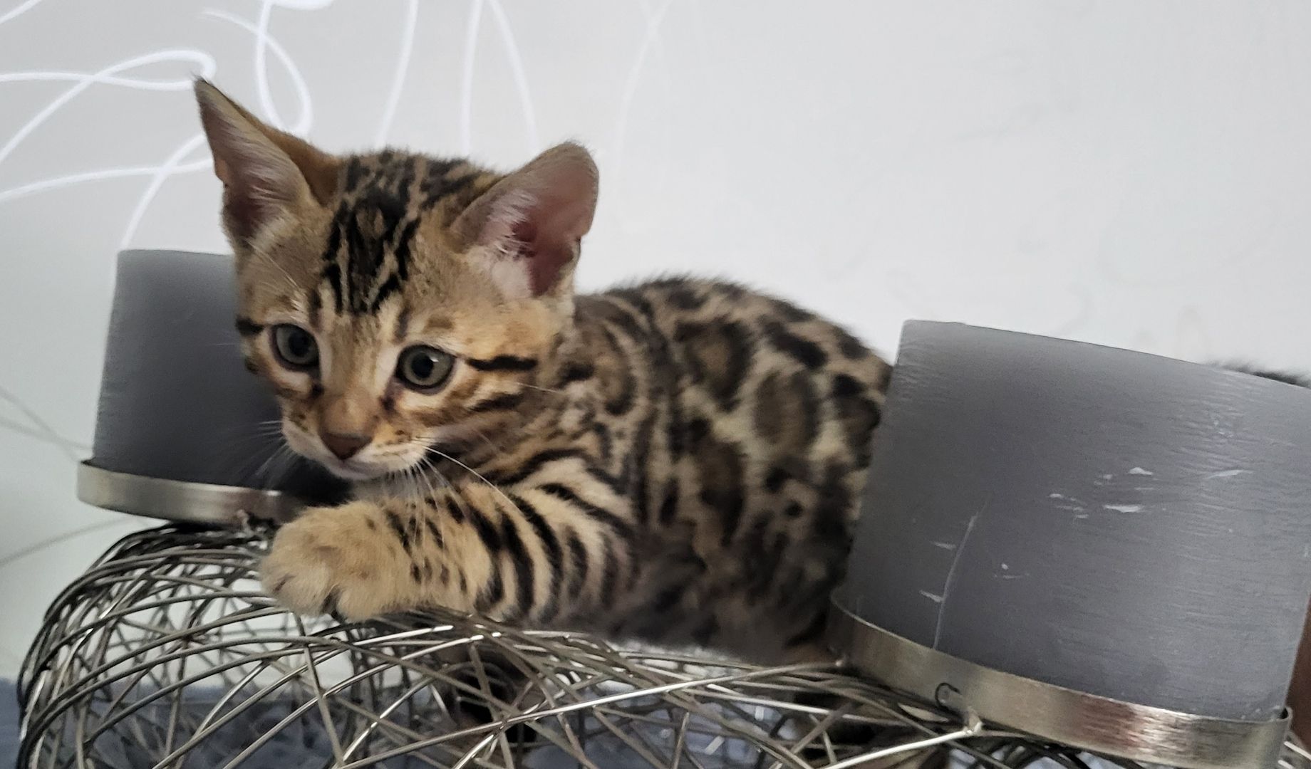 Reinrassige Bengal Kitten