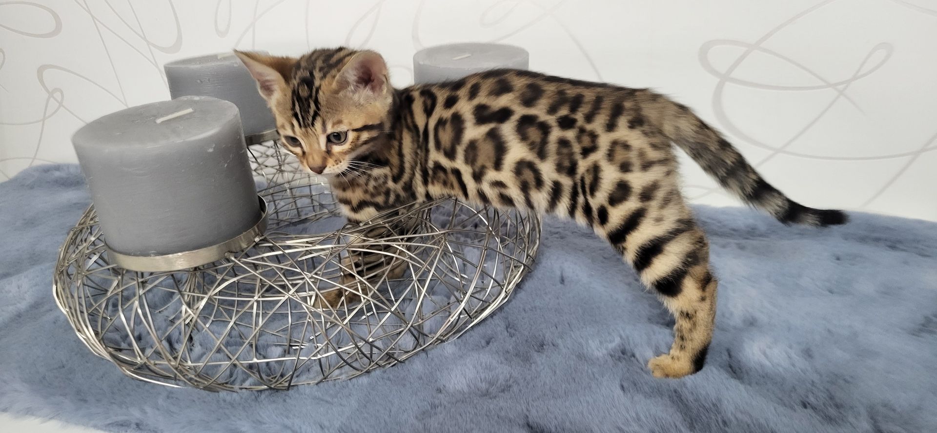 Reinrassige Bengal Kitten