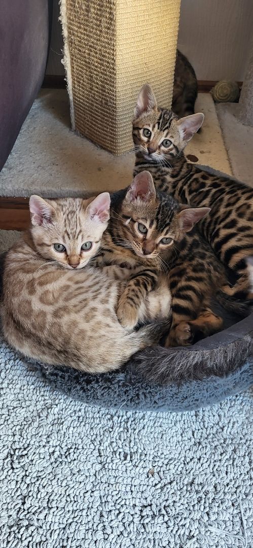 Reinrassige Bengal Kitten