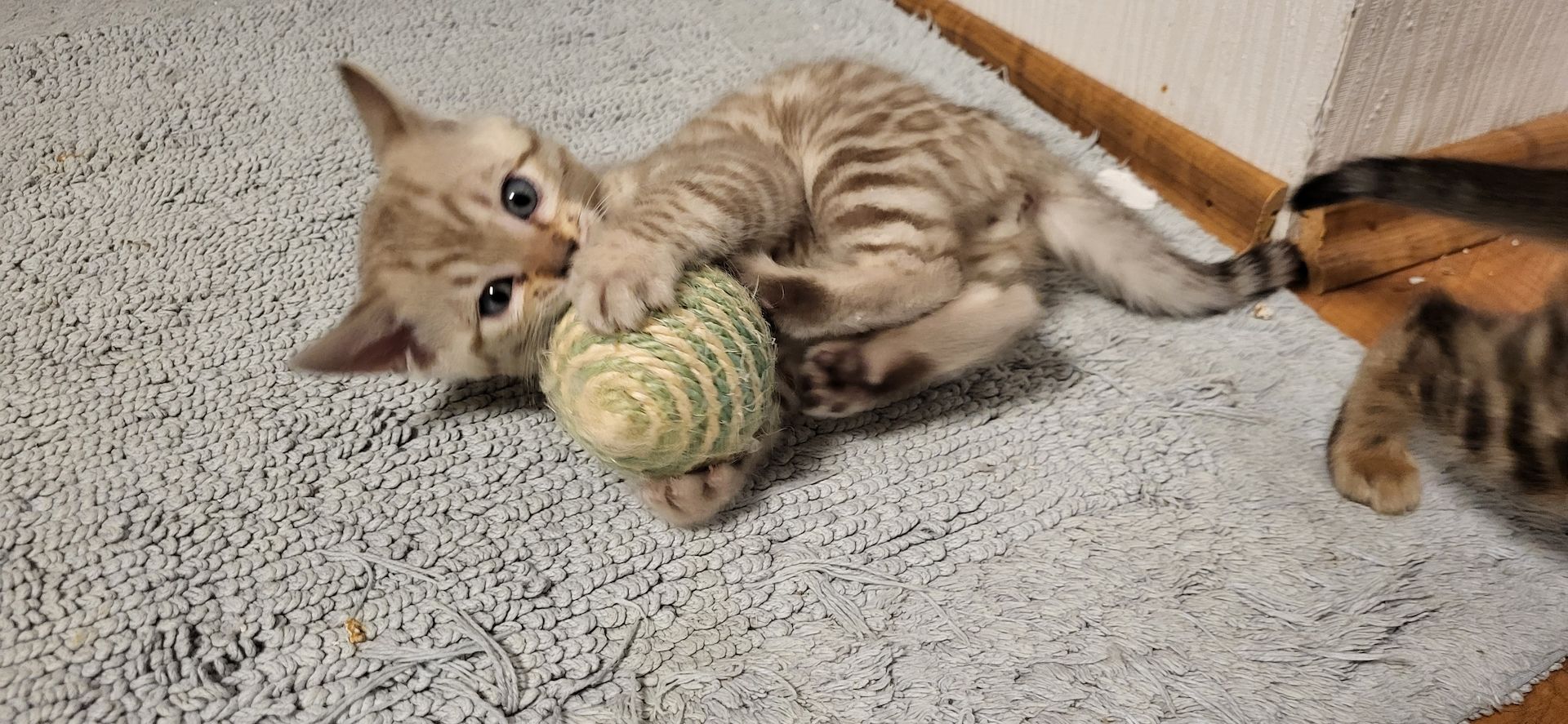 Reinrassige Bengal Kitten