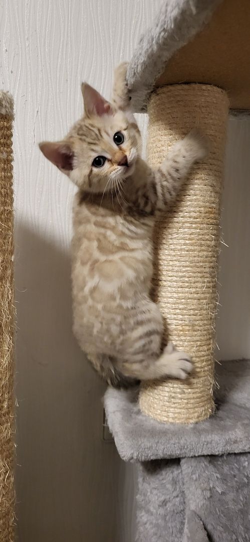Reinrassige Bengal Kitten