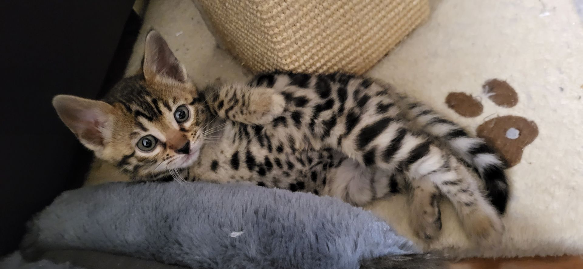 Reinrassige Bengal Kitten