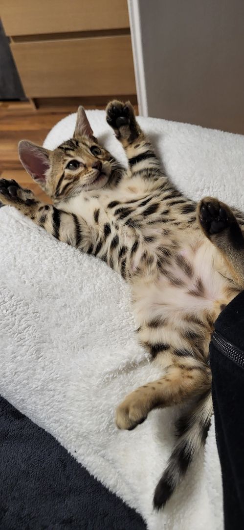 Reinrassige Bengal Kitten