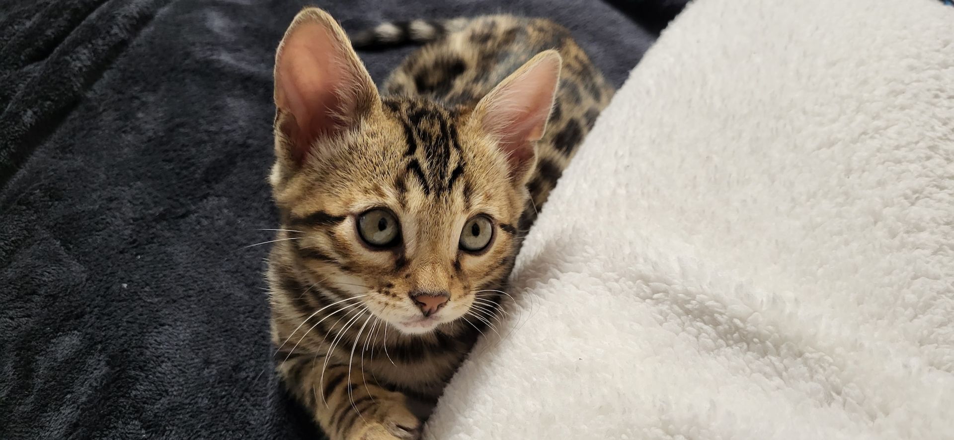 Reinrassige Bengal Kitten