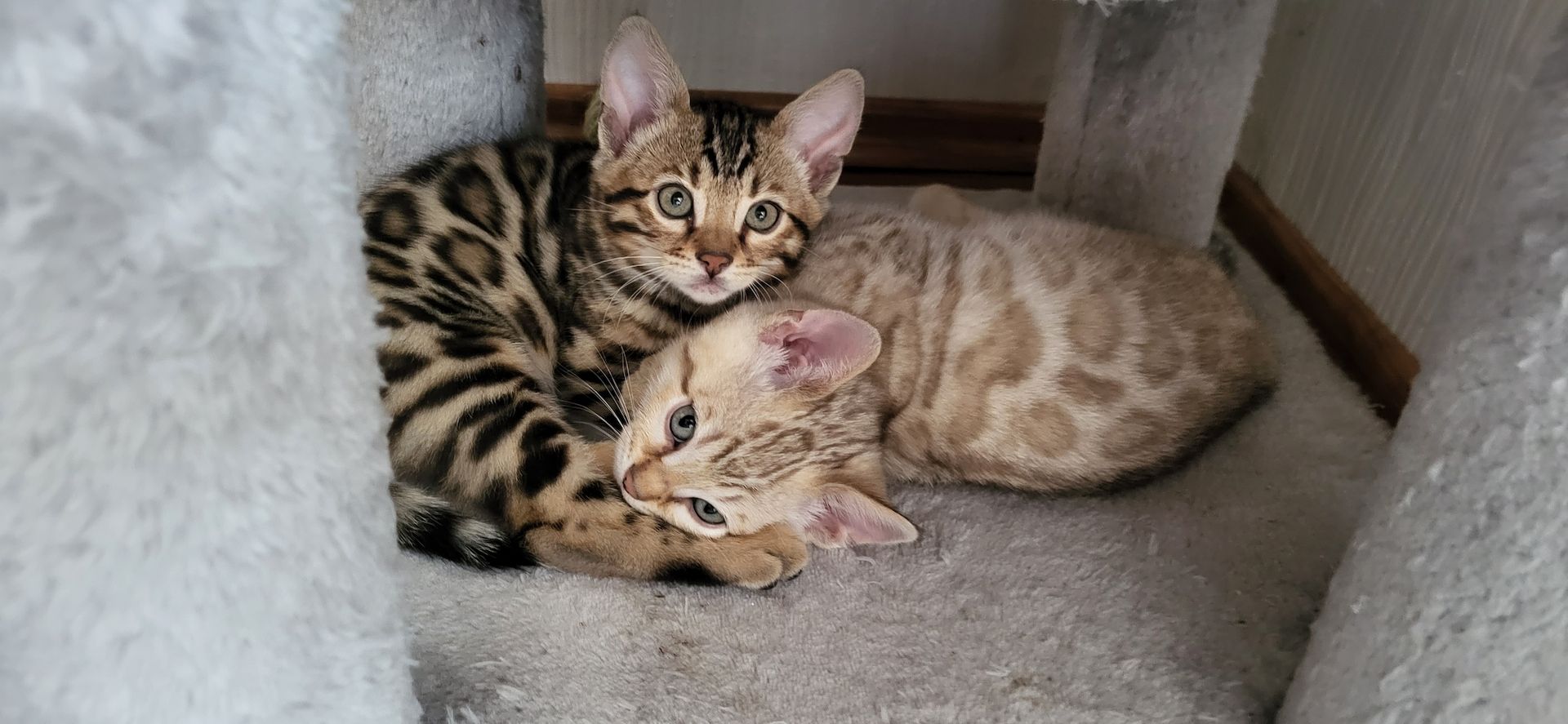 Reinrassige Bengal Kitten