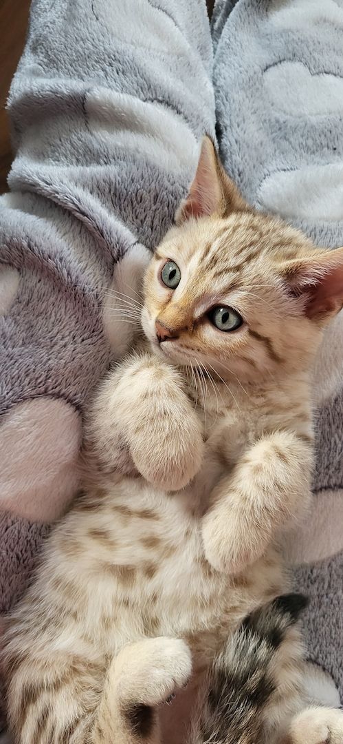 Reinrassige Bengal Kitten