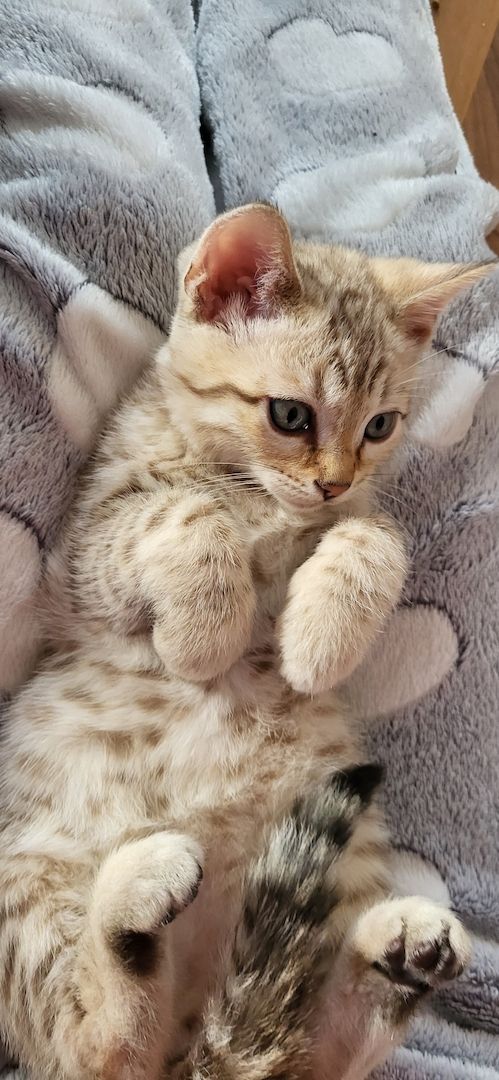 Reinrassige Bengal Kitten