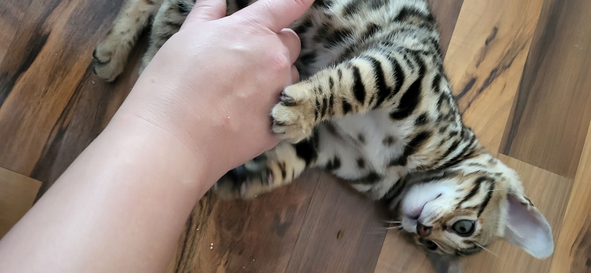 Reinrassige Bengal Kitten