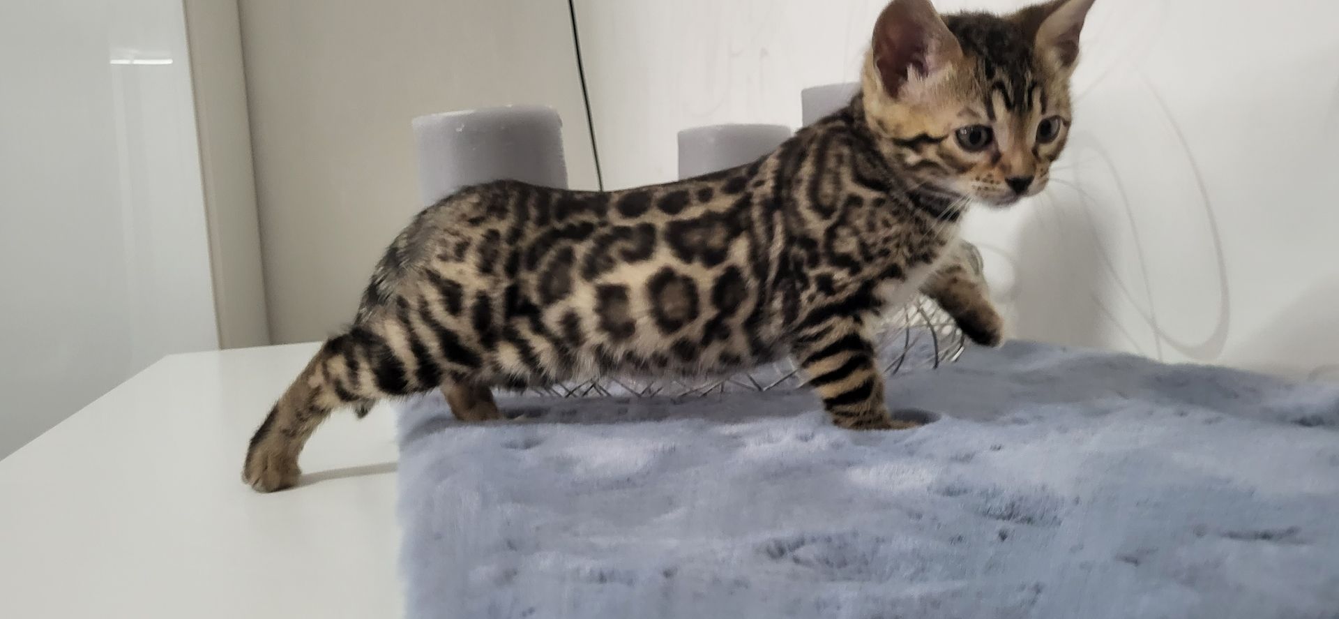Reinrassige Bengal Kitten
