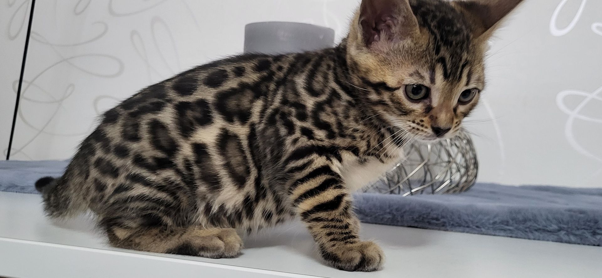 Reinrassige Bengal Kitten